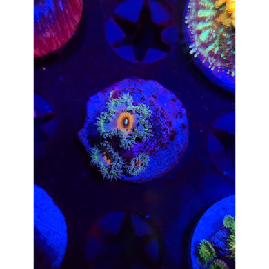Beauty and the Beast Paly Frag WYSIWYG!