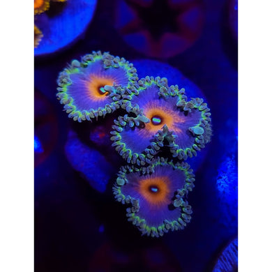 Beauty and the Beast Paly Frag WYSIWYG!