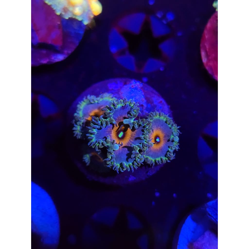 Beauty and the Beast Paly Frag WYSIWYG!