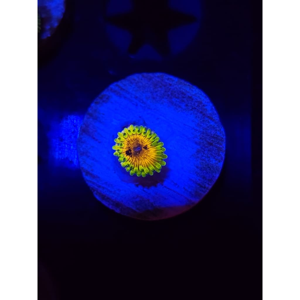 Big Bird With Kermit Zoanthid Frag WYSIWYG!