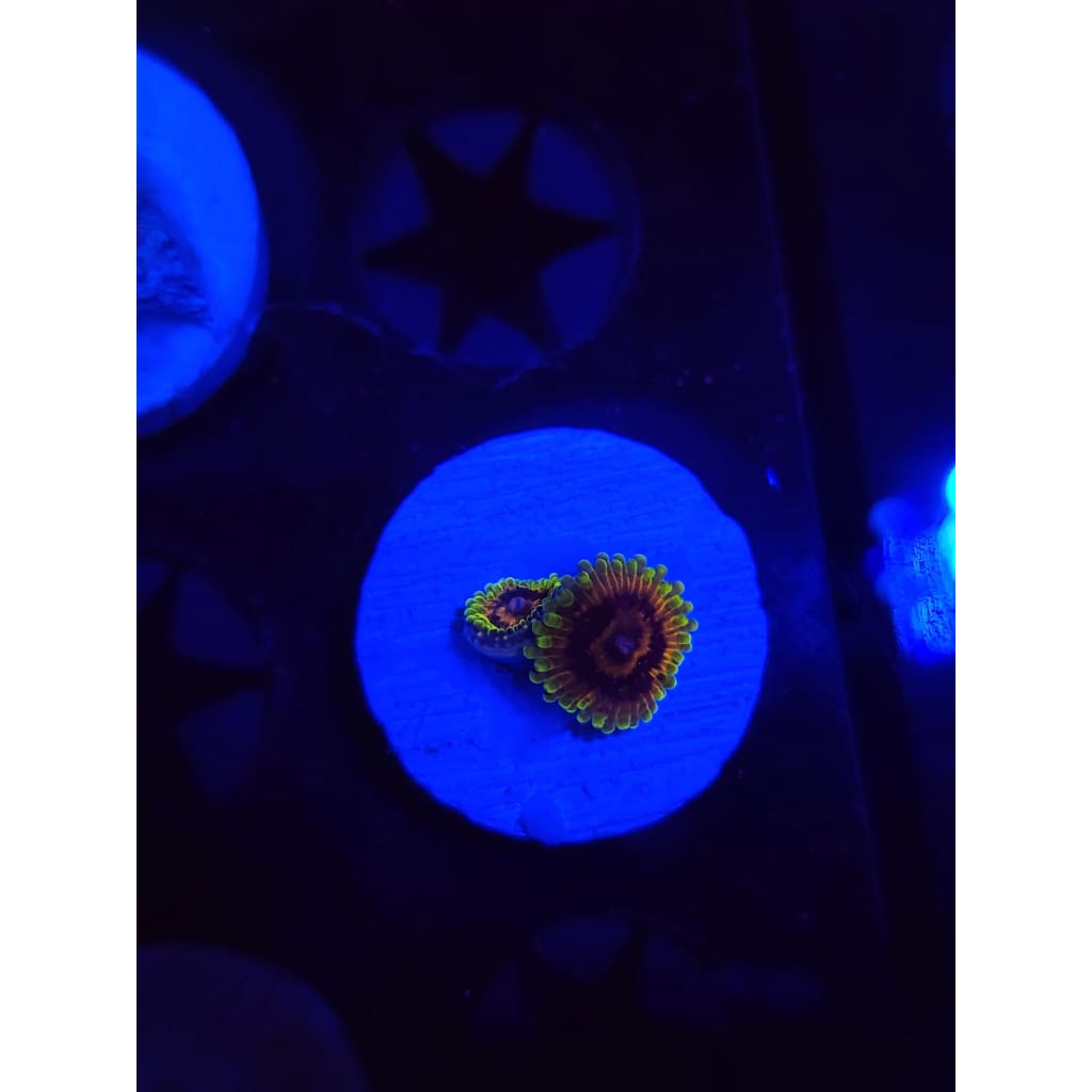 Big Bird With Kermit Zoanthid Frag WYSIWYG!
