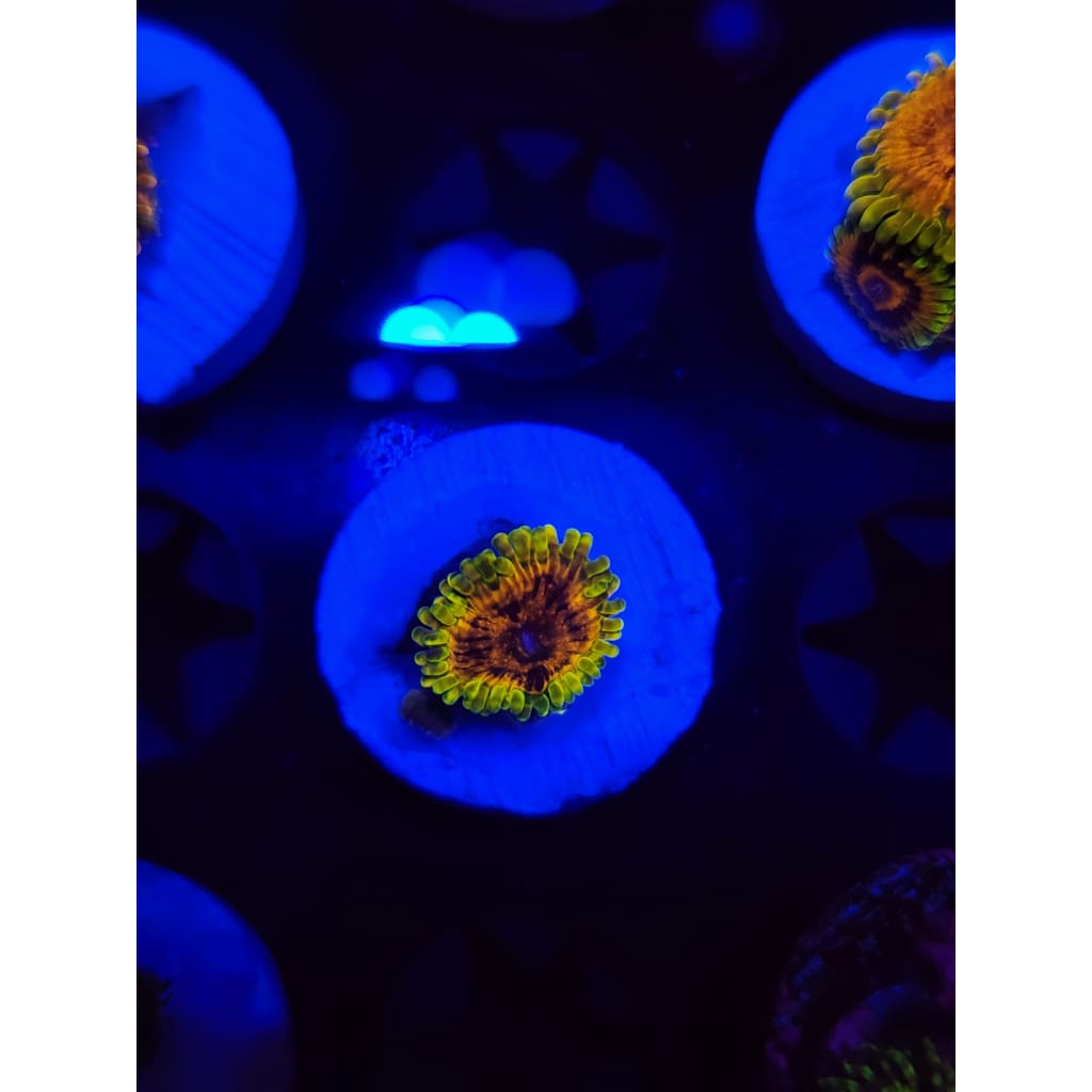 Big Bird With Kermit Zoanthid Frag WYSIWYG!