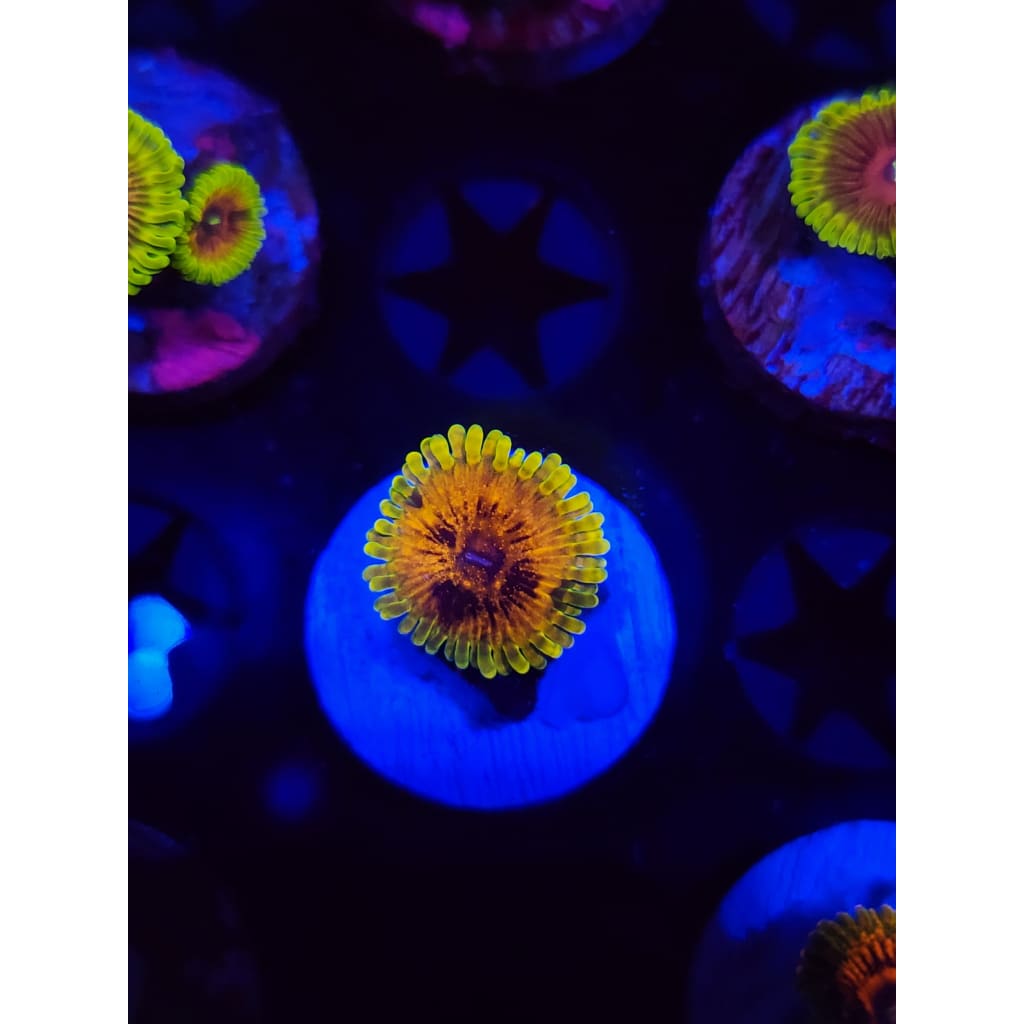 Big Bird With Kermit Zoanthid Frag WYSIWYG!
