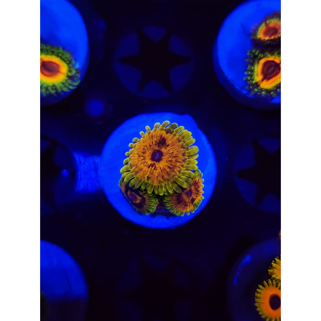 Big Bird With Kermit Zoanthid Frag WYSIWYG!