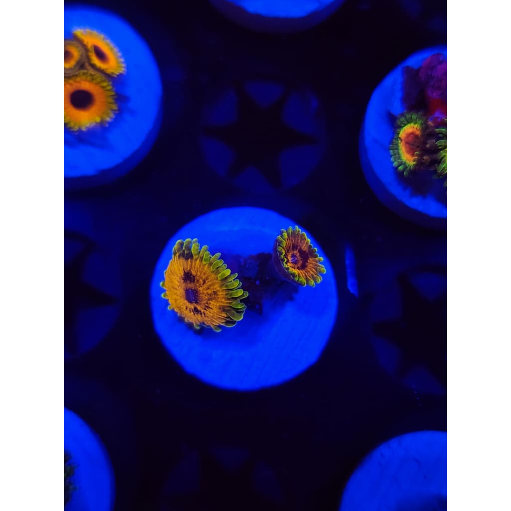Big Bird With Kermit Zoanthid Frag WYSIWYG!