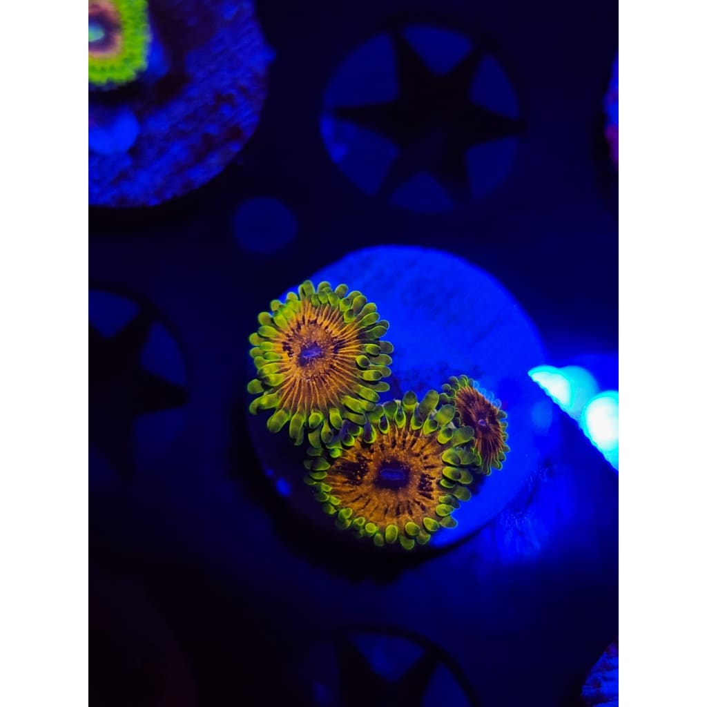Big Bird With Kermit Zoanthid Frag WYSIWYG!