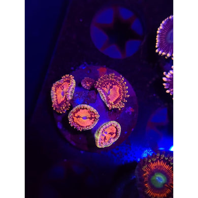 BigR Space Chaos Zoanthid Frag WYSIWYG!