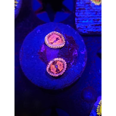 BigR Space Chaos Zoanthid Frag WYSIWYG!