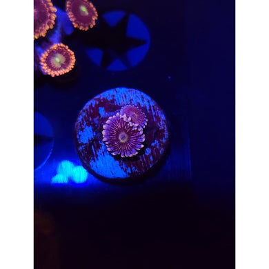 Black People Eater Zoanthid Frag WYSIWYG!
