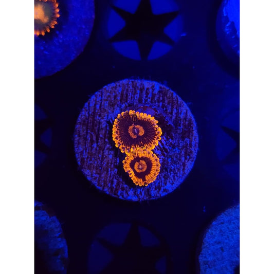 Black Rainbows Zoanthid Frag WYSIWYG!