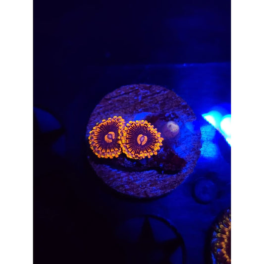 Black Rainbows Zoanthid Frag WYSIWYG!