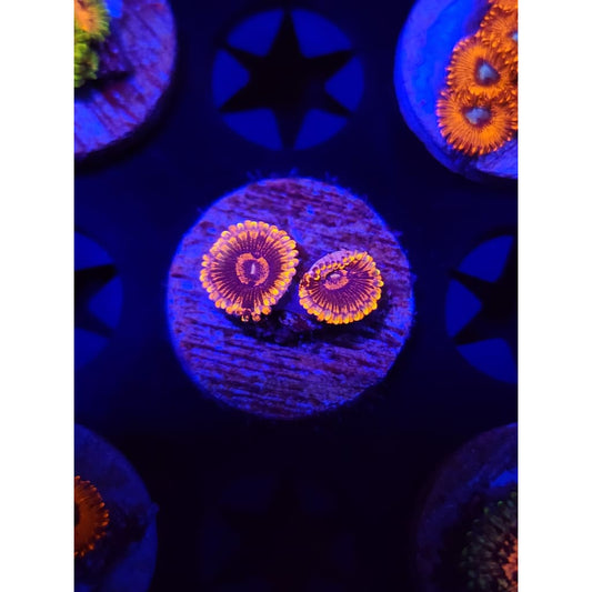 Black Rainbows Zoanthid Frag WYSIWYG!