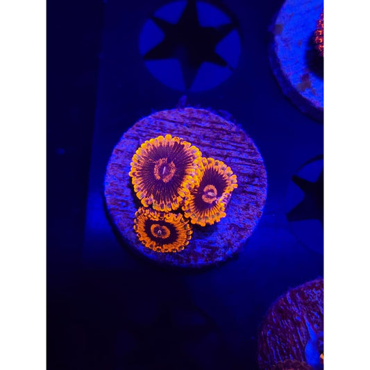 Black Rainbows Zoanthid Frag WYSIWYG!