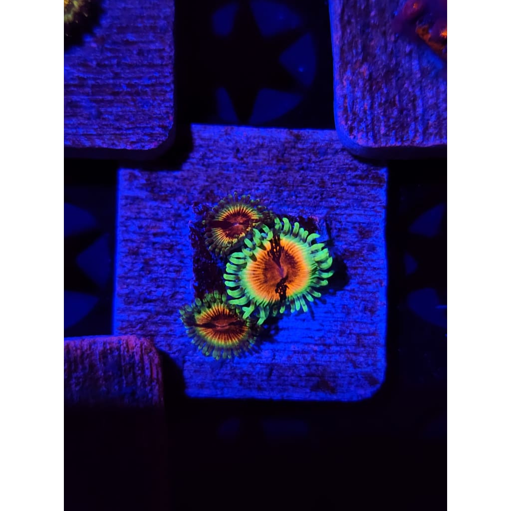 Bloodshot Zoanthid Frag WYSIWYG!