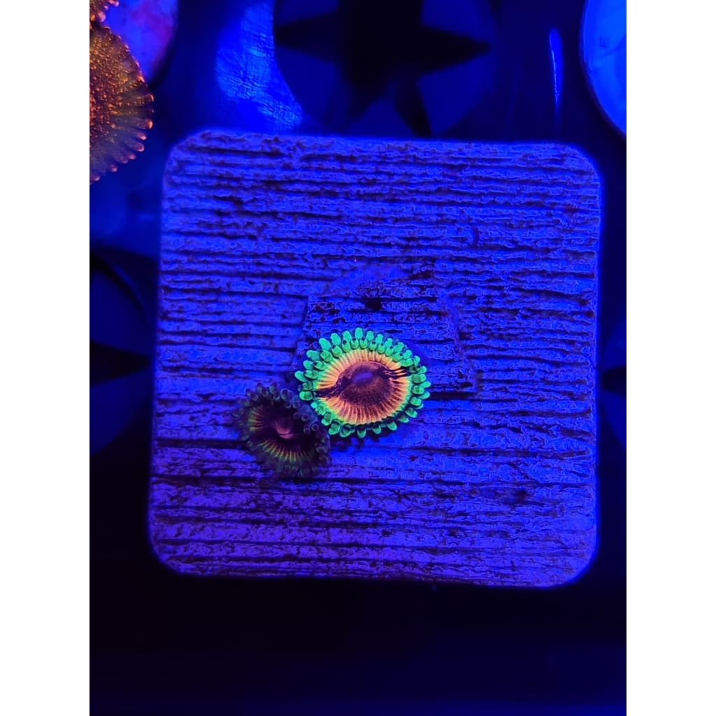 Bloodshot Zoanthid Frag WYSIWYG!