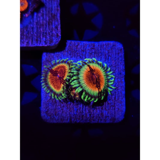 Bloodshot Zoanthid Frag WYSIWYG!