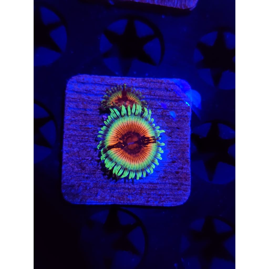 Bloodshot Zoanthid Frag WYSIWYG!