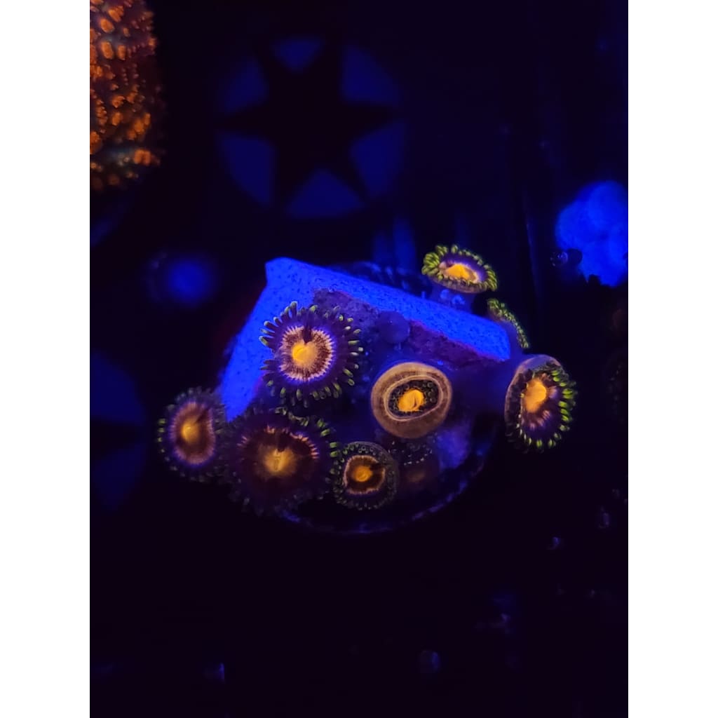 Blow Pop Zoanthid Frag WYSIWYG!
