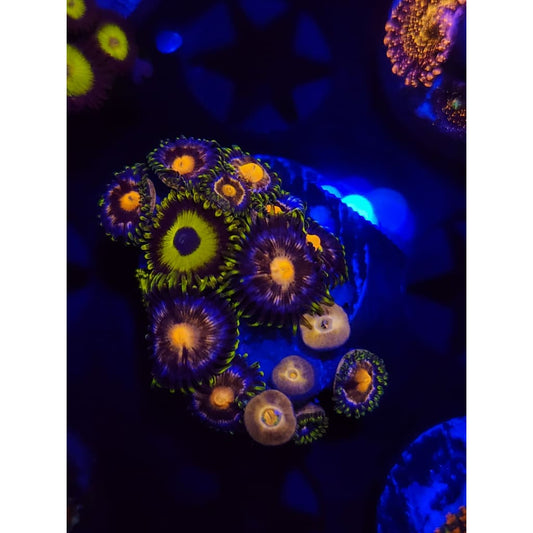 Blow Pop Zoanthid Frag WYSIWYG!