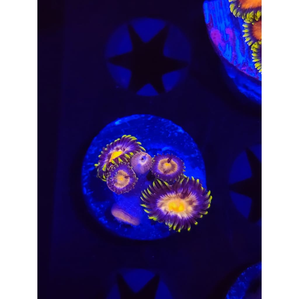 Blow Pops Zoanthid Frag WYSIWYG!