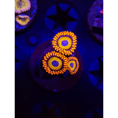 Blue Eyed Biich Zoanthid Frag WYSIWYG!