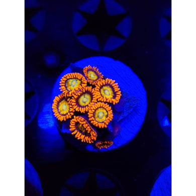 Blue Eyed Blonde Bich Zoanthid Frag WYSIWYG!