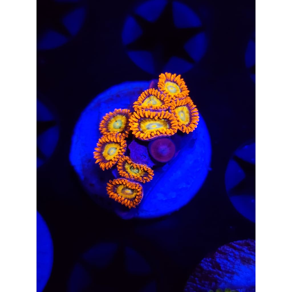 Blue Eyed Blonde Bich Zoanthid Frag WYSIWYG!