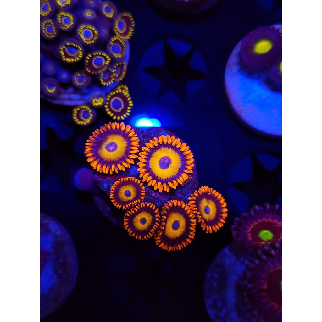 Blue Eyed Blonde Biich Zoanthid Frag WYSIWYG!