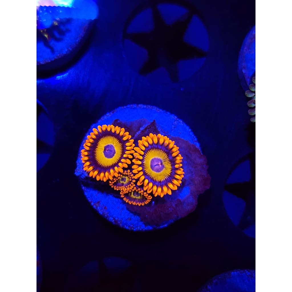 Blue Eyed Blonde Zoanthid Frag WYSIWYG!