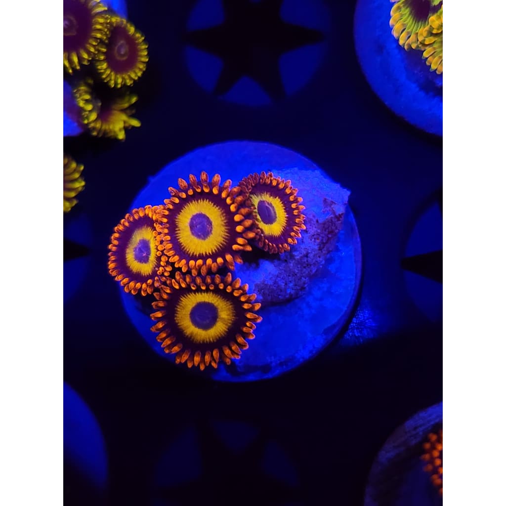 Blue Eyed Blonde Zoanthid Frag WYSIWYG!
