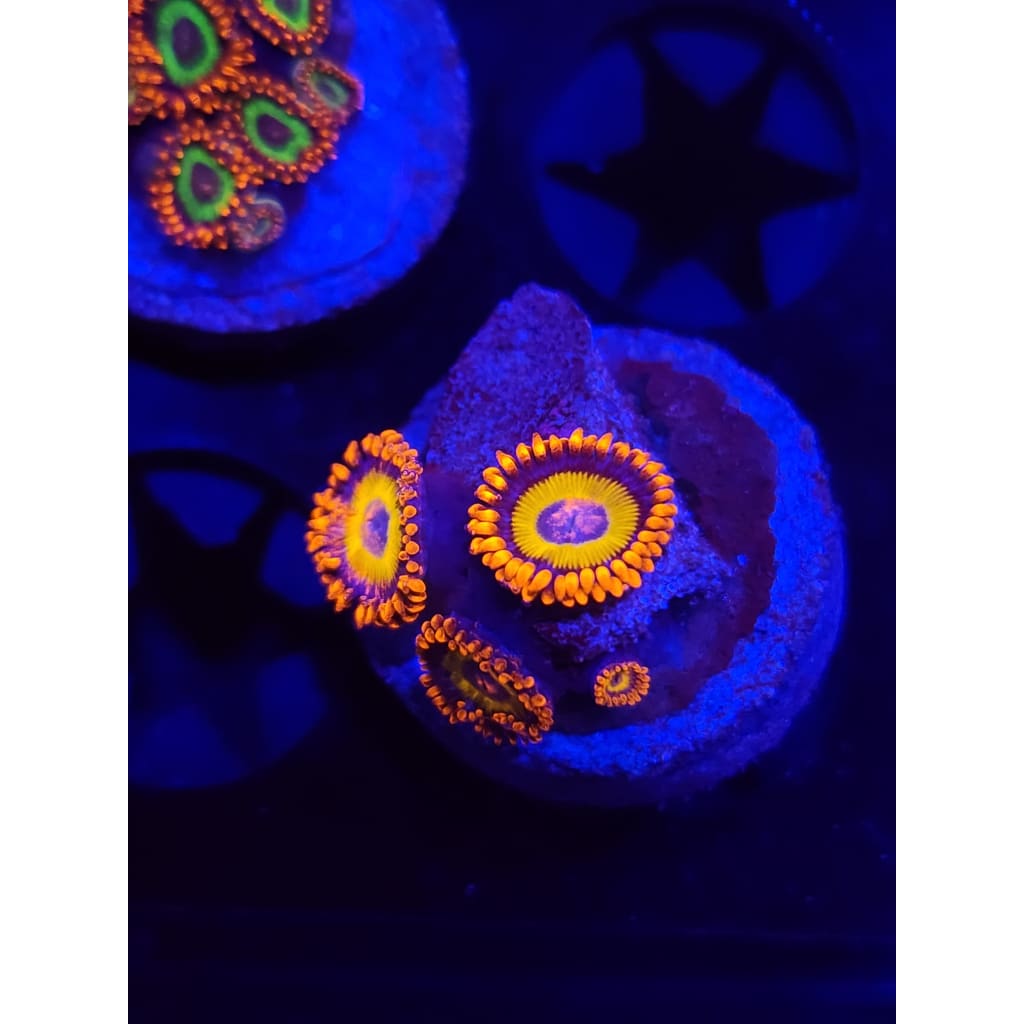 Blue Eyed Blonde Zoanthid Frag WYSIWYG!