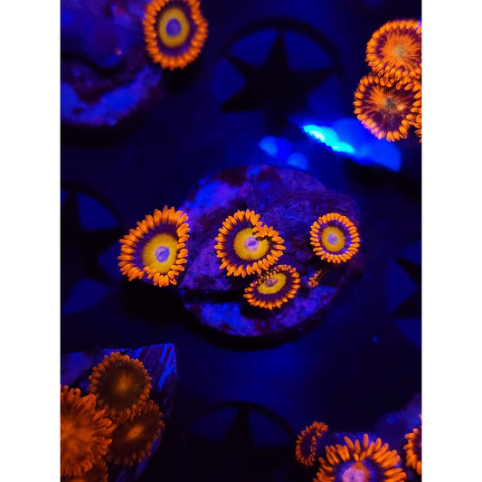 Blue Eyed Blonde Zoanthid Frag WYSIWYG!
