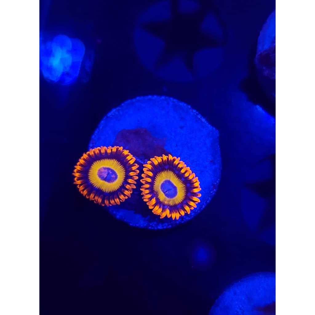 Blue Eyed Blonde Zoanthid Frag WYSIWYG!