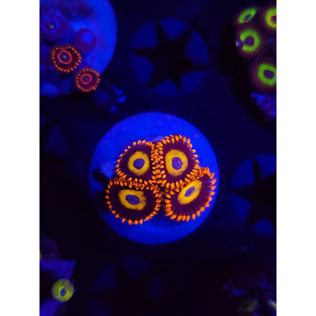 Blue Eyed Blonde Zoanthid Frag WYSIWYG!