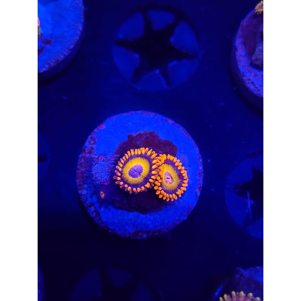 Blue Eyed Blonde Zoanthid Frag WYSIWYG!