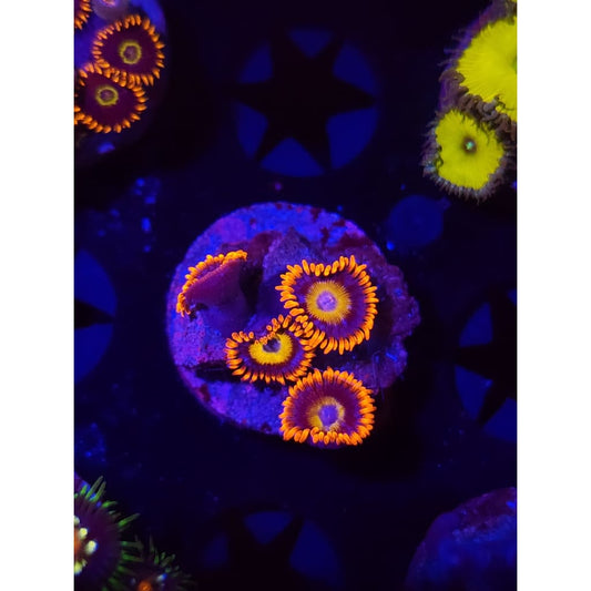 Blue Eyed Blonde Zoanthid Frag WYSIWYG!