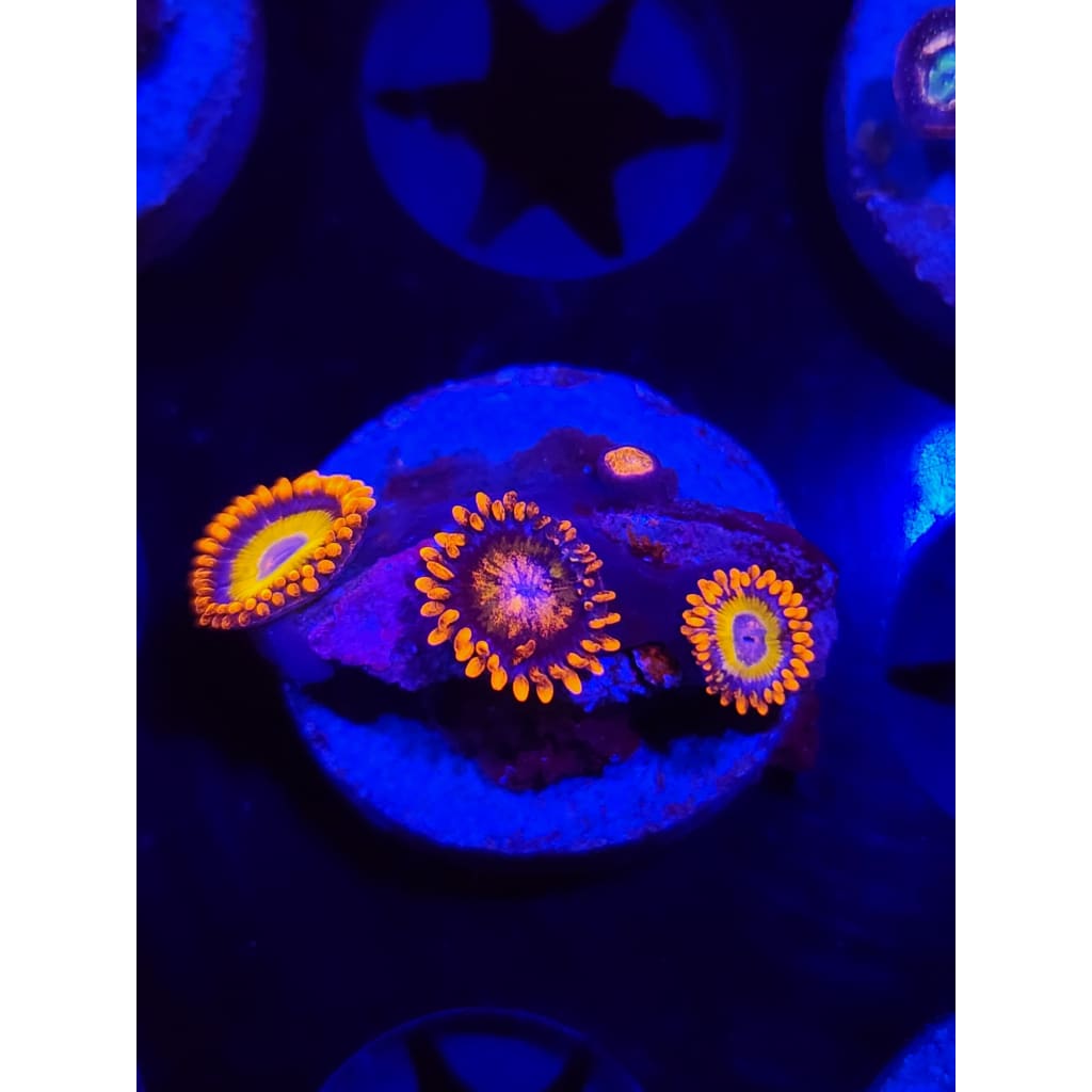 Blue Eyed Blonde Zoanthid Frag WYSIWYG!