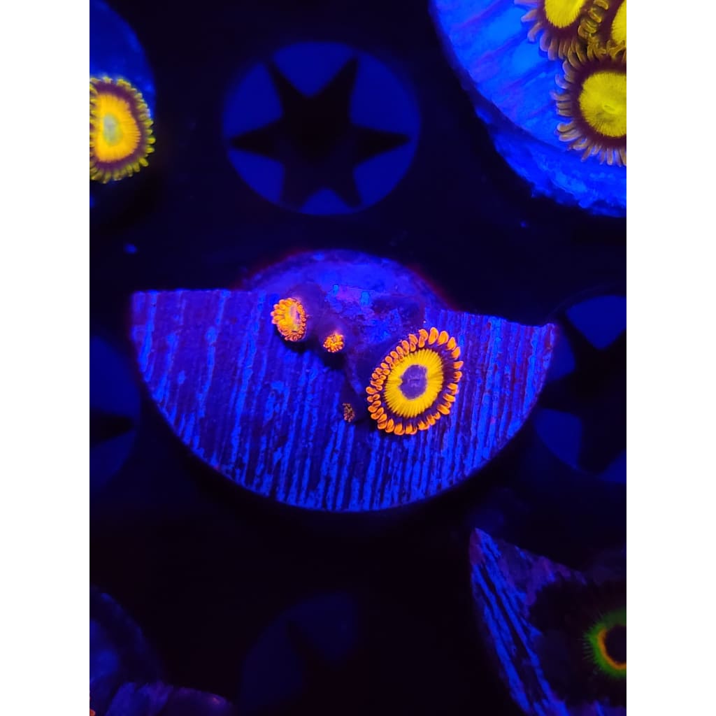 Blue Eyed Blonde Zoanthid Frag WYSIWYG!