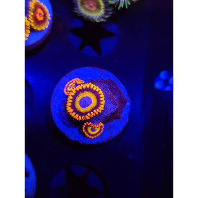 Blue Eyed Blonde Zoanthid Frag WYSIWYG!