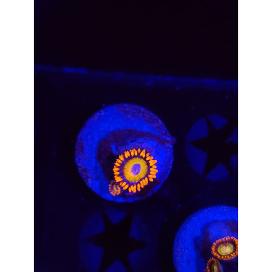 Blue Eyed Blonde Zoanthid Frag WYSIWYG!
