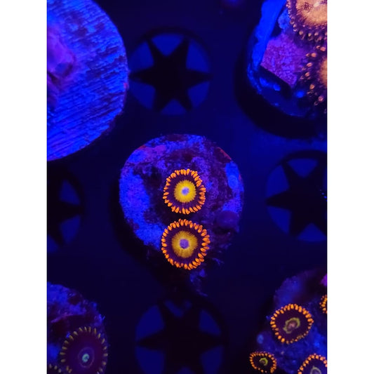 Blue Eyed Blonde Zoanthid Frag WYSIWYG!