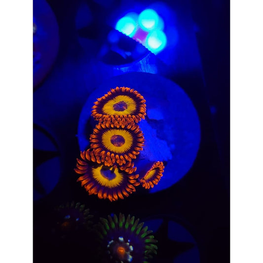 Blue Eyed Blonde Zoanthid Frag WYSIWYG!