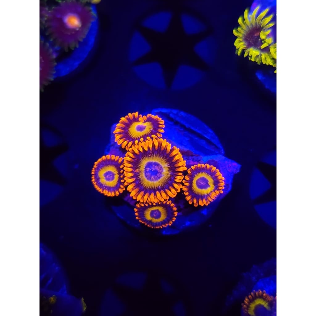 Blue Eyed Blonde Zoanthid Frag WYSIWYG!