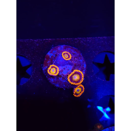 Blue Eyed Blonde Zoanthid Frag WYSIWYG!