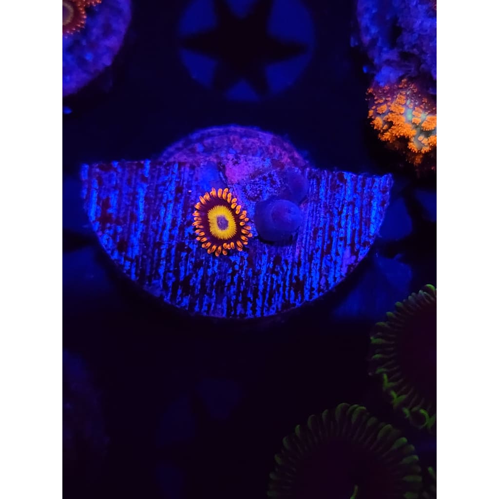 Blue Eyed Blonde Zoanthid Frag WYSIWYG!