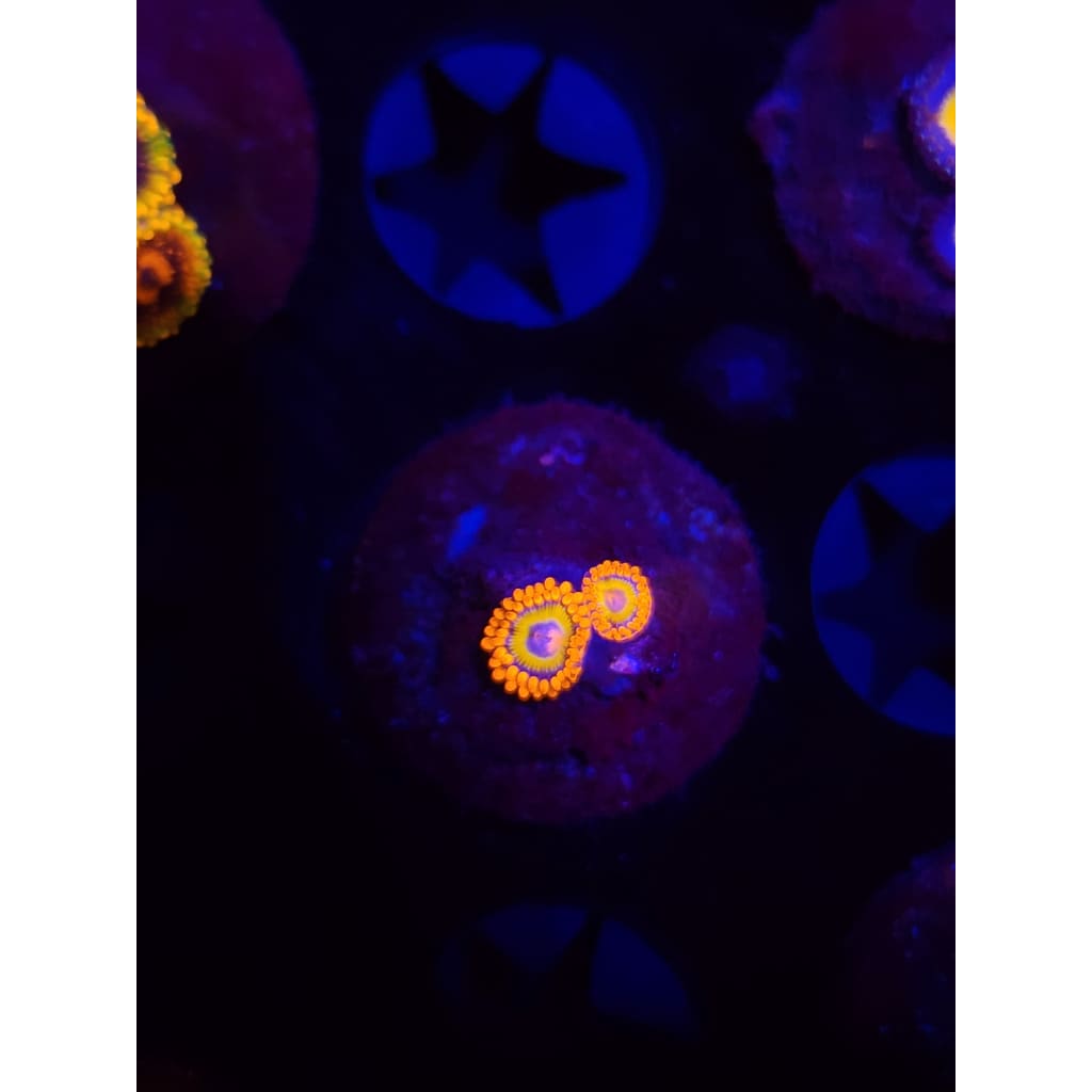 Blue Eyed Blonde Zoanthid Frag WYSIWYG!