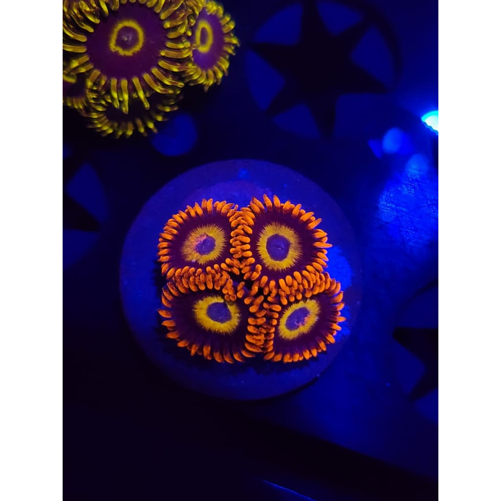 Blue Eyed Blonde Zoanthid Frag WYSIWYG!