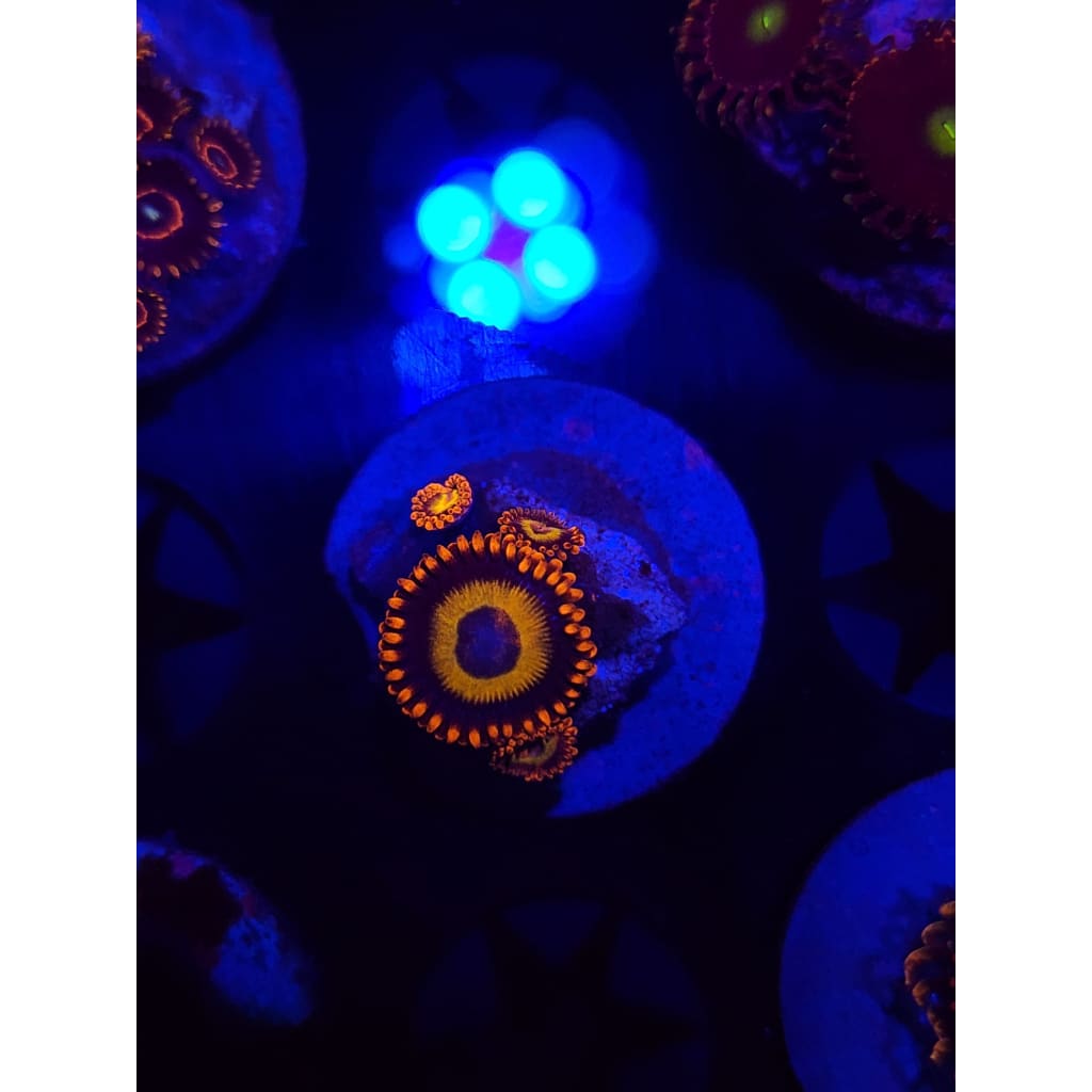 Blue Eyed Blonde Zoanthid Frag WYSIWYG!