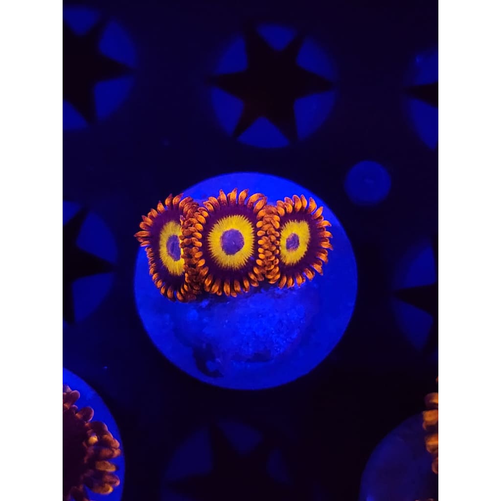 Blue Eyed Blonde Zoanthid Frag WYSIWYG!