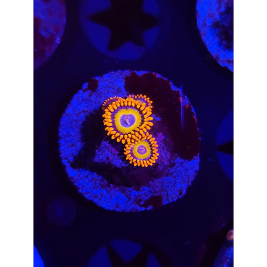 Blue Eyed Blonde Zoanthid Frag WYSIWYG!